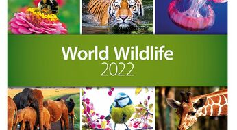 Design World Wildlife 2022 : Ushbu xalqaro loyihani amalga oshirish jarayonida ko‘ngillik volontiyor sifatida qatnashish imkoniyati