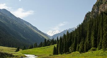 O‘zbekistonda O‘rmon xo‘jaligi instituti tashkil etiladi